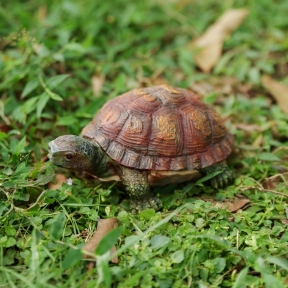 Tortoise Garden Ornament